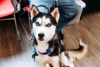 Tito -  Mixed Breed Dog for Adoption in West Chester, Pennsylvania - Tito | PetCurious