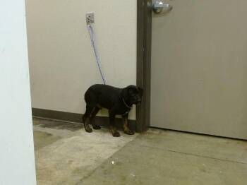 Rottweiler Dogs Available for Adoption in Ontario, California - A008641 | PetCurious