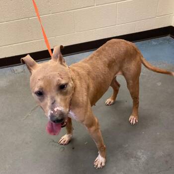 Mixed Breed Dogs Available for Adoption in Memphis, Tennessee - Kiwi (June) | PetCurious