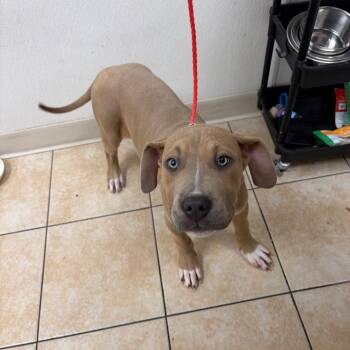 Pit Bull Terrier Dogs Available for Adoption - Cheese | PetCurious