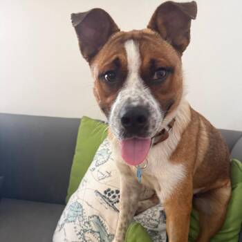 Roy Kent -  Cattle Dog Dog for Adoption in La Grange, Kentucky - Roy Kent | PetCurious