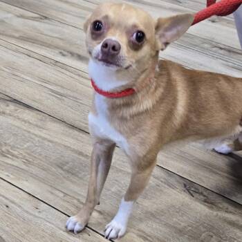 Enano -  Chihuahua Dog for Adoption in Newark, New Jersey - Enano | PetCurious