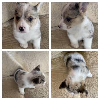 Milo -  Cardigan Welsh Corgi and Corgi Dog for Adoption in Ada, Minnesota - Milo | PetCurious