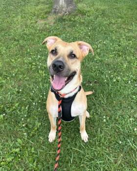 Rescue Shepherd Dogs for Adoption in Philadelphia, Pennsylvania - Hades | PetCurious