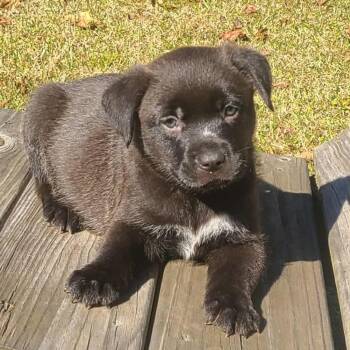 Rescue Labrador Retriever Dogs for Adoption in Glocester, Rhode Island - Jingle | PetCurious