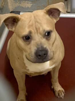 Trixie -  Mixed Breed Dog for Adoption in Cincinnati, Ohio - Trixie | PetCurious