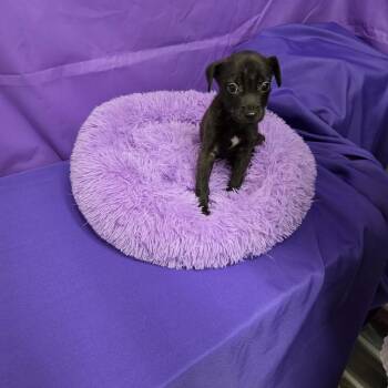 Stony -  Mixed Breed Dog for Adoption in North Myrtle Beach, South Carolina - Stony | PetCurious