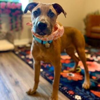 Monk DnD -  Labrador Retriever and Shepherd Dog for Adoption in Friendswood, Texas - Monk DnD | PetCurious