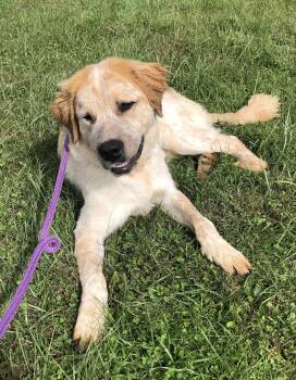 Alfie -  Great Pyrenees Dog for Adoption in Elkins, West Virginia - Alfie | PetCurious