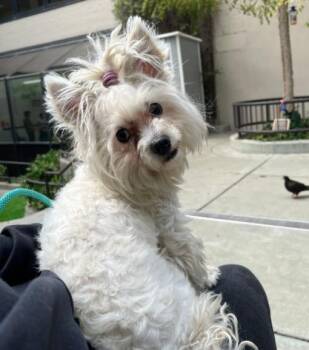 Louisa -  Maltese Dog for Adoption in Hoffman Estates, Illinois - Louisa | PetCurious