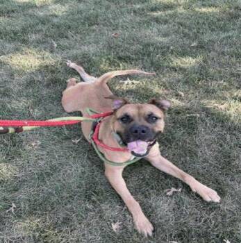 Rescue Mixed Breed Dogs for Adoption in Indianapolis, Indiana - Flambeau | PetCurious