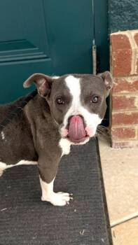 26-478 Bart -  Fox Terrier and Mixed Breed Dog for Adoption in Barnesville, Georgia - 26-478 Bart | PetCurious