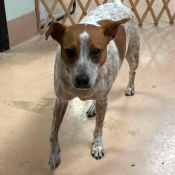 Maisie -  Cattle Dog Dog for Adoption in Walden, New York - Maisie | PetCurious