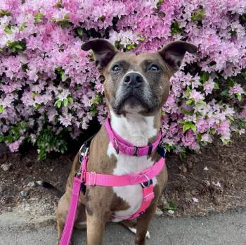 Peppa - AVAILABLE -  Pit Bull Terrier Dog for Adoption in Seattle, Washington - Peppa - AVAILABLE | PetCurious