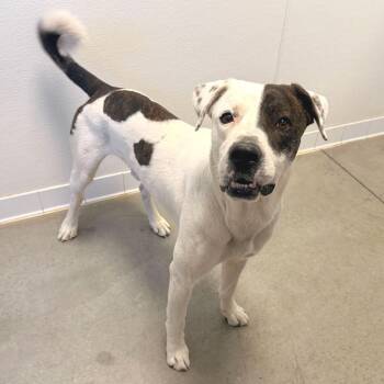 Pit Bull Terrier and Mixed Breed Dogs Available for Adoption in Rifle, Colorado - Buckeye | PetCurious