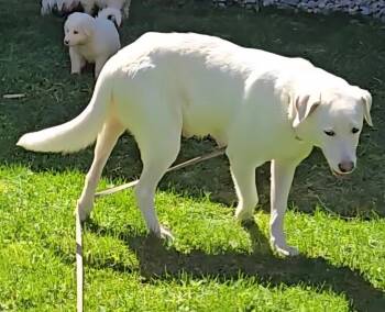 Labrador Retriever and Great Pyrenees Dogs Available for Adoption in Thompson Falls, Montana - Snowflake | PetCurious