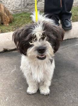 Rescue Mixed Breed Dogs for Adoption in Dallas, Texas - NASH | PetCurious