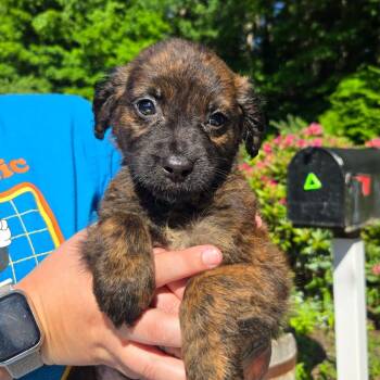 CT Leo avail Jun 13 (Four Town Craft Fair- Somers, CT) -  Shepherd and Mixed Breed Dog for Adoption in Stormville, New York - CT Leo Avail Jun 13 (Four Town Craft Fair- Somers, CT) | PetCurious