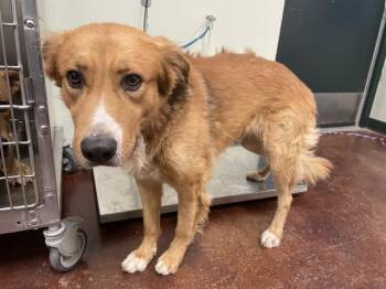 Rescue German Shepherd Dog and Border Collie Dogs for Adoption in Thousand Palms, California - PIZZA | PetCurious