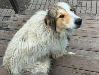 Archer *Help! I need a foster home!* -  Great Pyrenees and Border Collie Dog for Adoption in Minneapolis, Minnesota - Archer *Help! I Need A Foster Home!* | PetCurious