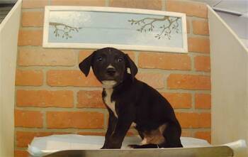 A2089283 -  Staffordshire Bull Terrier and Mixed Breed Dog for Adoption in Houston, Texas - A2089283 | PetCurious