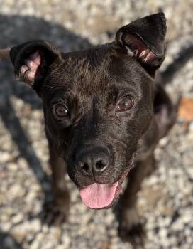 Nacho -  Mixed Breed Dog for Adoption in Mckeesport, Pennsylvania - Nacho | PetCurious