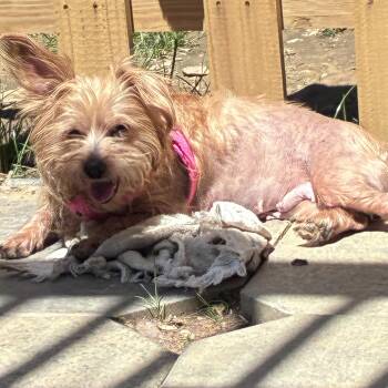 Chloe -  Norwich Terrier Dog Available for Adoption in Lincoln University, Pennsylvania - Chloe | PetCurious