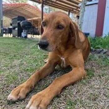 Redbone Coonhound and Labrador Retriever Dogs Available for Adoption in Lake Wylie, South Carolina - Pollo | PetCurious