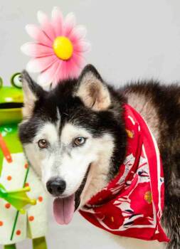 Molly -  Siberian Husky Dog for Adoption in Sanford, Florida - Molly | PetCurious