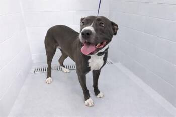 American Bulldog and Mixed Breed Dogs Available for Adoption in Winter Haven, Florida - RAIN | PetCurious
