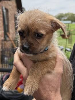 Chihuahua and Shih Tzu Dogs Available for Adoption - Drizzle | PetCurious