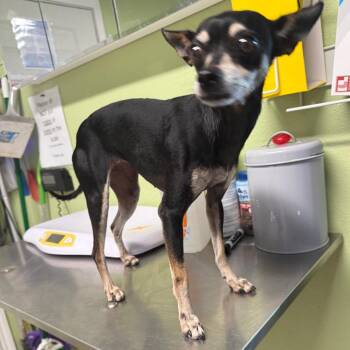 Chihuahua Dogs Available for Adoption in Floresville, Texas - Lizzy | PetCurious