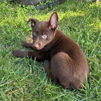 Rescue Australian Kelpie and Mixed Breed Dogs for Adoption in Oceanside, California - Rumi | PetCurious