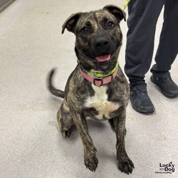 Shepherd and Retriever Dogs Available for Adoption in Washington, District Of Columbia - Ivy | PetCurious