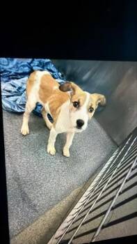 JIMMY -  Mixed Breed Dog for Adoption in Dallas, Texas - JIMMY | PetCurious