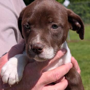 Labrador Retriever and Mixed Breed Dogs Available for Adoption in New Orleans, Louisiana - Wonder Woman | PetCurious