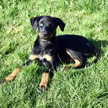Iris -  Border Collie and Doberman Pinscher Dog for Adoption in West Richland, Washington - Iris | PetCurious