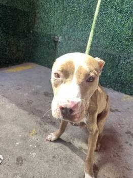 61385338 -  Pit Bull Terrier and Mixed Breed Dog for Adoption in El Paso, Texas - 61385338 | PetCurious