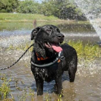 Hermes -  Black Labrador Retriever Dog for Adoption in Houston, Texas - Hermes | PetCurious