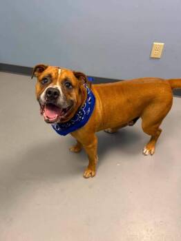 Doot Doot -  Terrier Dog for Adoption in Zanesville, Ohio - Doot Doot | PetCurious