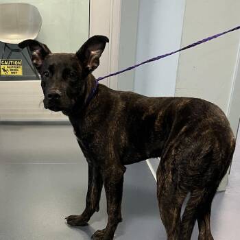 Manticore -  Black Labrador Retriever and Mixed Breed Dog for Adoption in Greensboro, North Carolina - Manticore | PetCurious