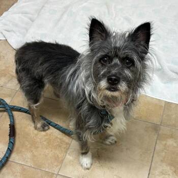 Terry Carnation (mcas) -  Terrier Dog for Adoption in Troutdale, Oregon - Terry Carnation (mcas) | PetCurious