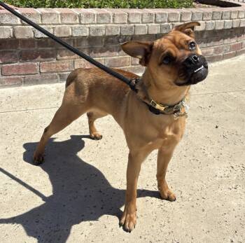 Pug and Chihuahua Dogs Available for Adoption in Lathrop, California - Freya | PetCurious