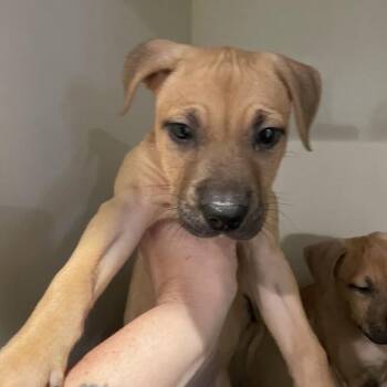 Daisy -  Labrador Retriever and Mixed Breed Dog for Adoption in Port Charlotte, Florida - Daisy | PetCurious