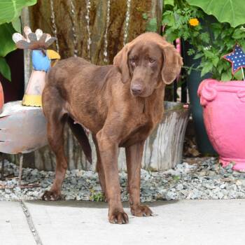 Harding -  Labrador Retriever Dog for Adoption in Wake Forest, North Carolina - Harding | PetCurious