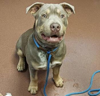 Duke Aka Max -  Pit Bull Terrier Dog for Adoption in Oakland, California - Duke Aka Max | PetCurious