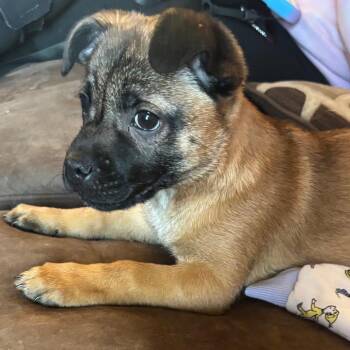 Mixed Breed Dogs Available for Adoption - Florence | PetCurious
