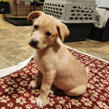 Labrador Retriever and Plott Hound Dogs Available for Adoption - Cadus | PetCurious