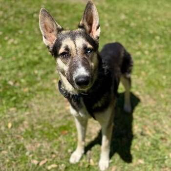 German Shepherd Dog and Husky Dogs Available for Adoption in Friendswood, Texas - Celeste Stormy | PetCurious