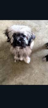 Vera -  Maltese and Shih Tzu Dog for Adoption in Lewis Center, Ohio - Vera | PetCurious